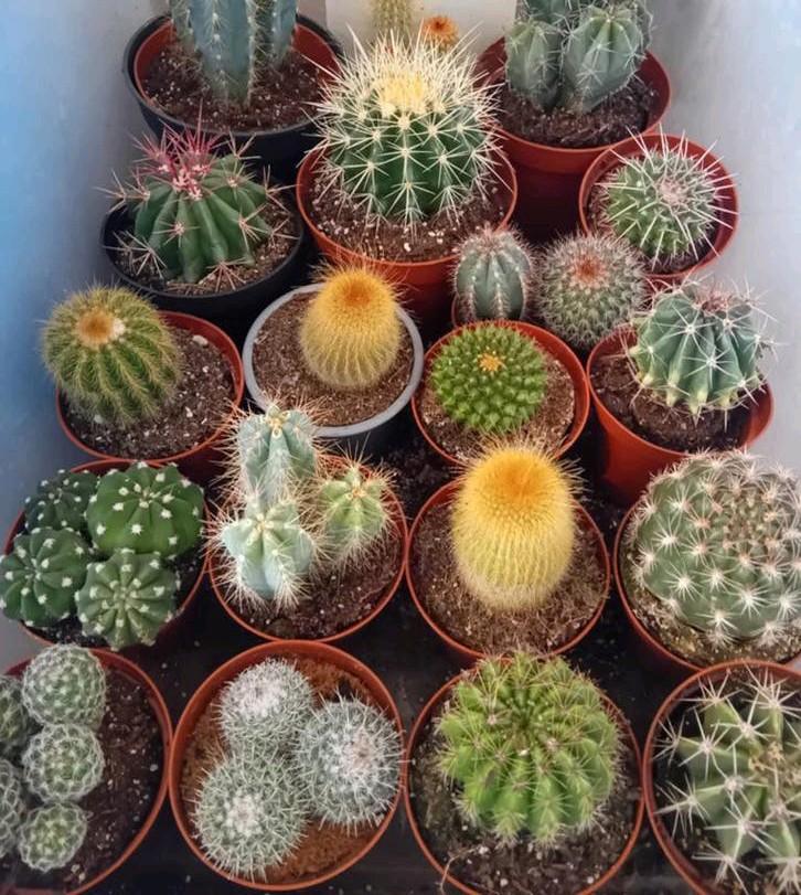 Cactusjes 10 tot 20cm, Ophalen, Minder dan 100 cm, In pot, Cactus