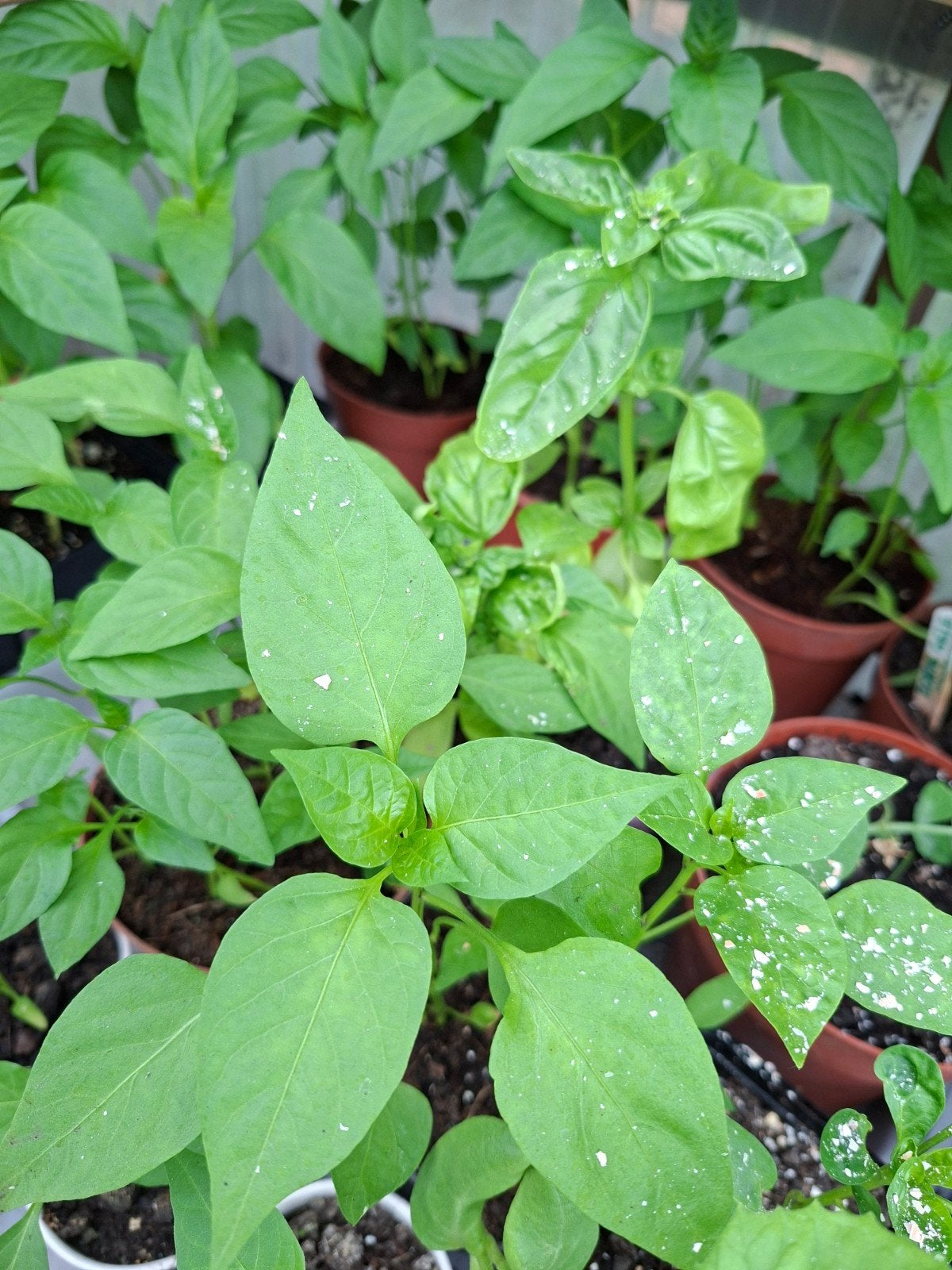 Moestuin, planten, hete pepers, cayenne pepers, Ophalen, Eenjarig, Groenteplanten, Volle zon