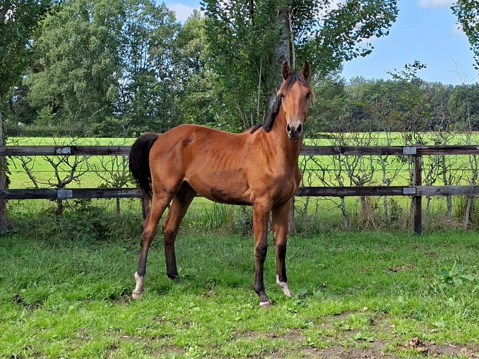 Chero Blue TN X Eldorado vd  Zeshoek. Ultieme Springgenen!, Dieren en Toebehoren, Springpaard, Met stamboom, Ruin, Niet van toepassing
