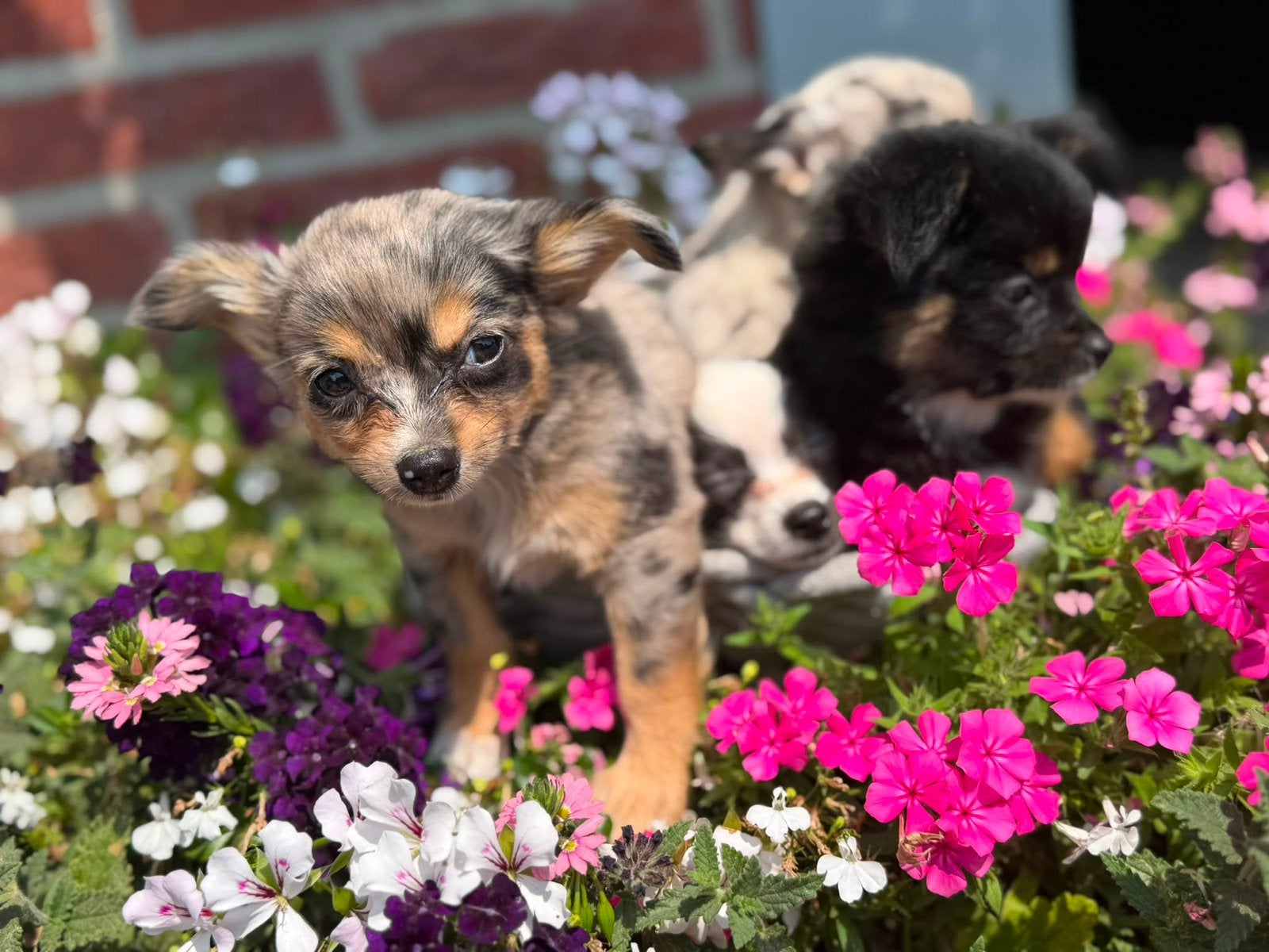 Prachtige langharige Chihuahua pups beschikbaar, Dieren en Toebehoren, Honden | Chihuahua's en Gezelschapshonden, Meerdere dieren