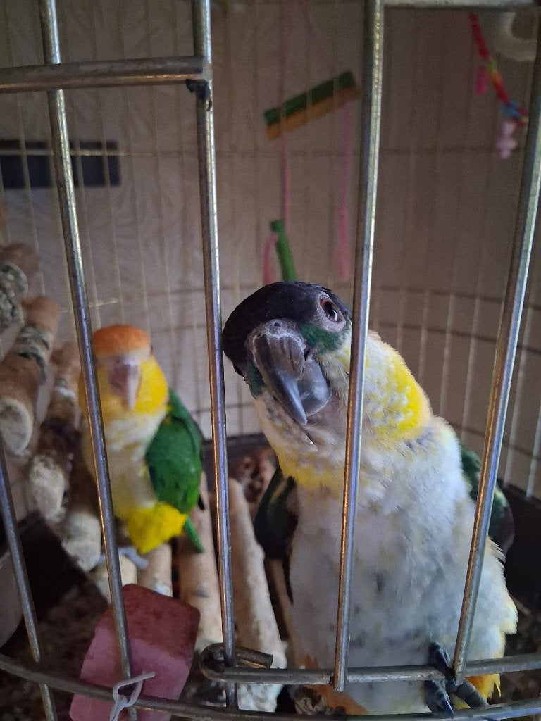 2 papagaaien caiques, Dieren en Toebehoren, Meerdere dieren, Papegaai, Tam