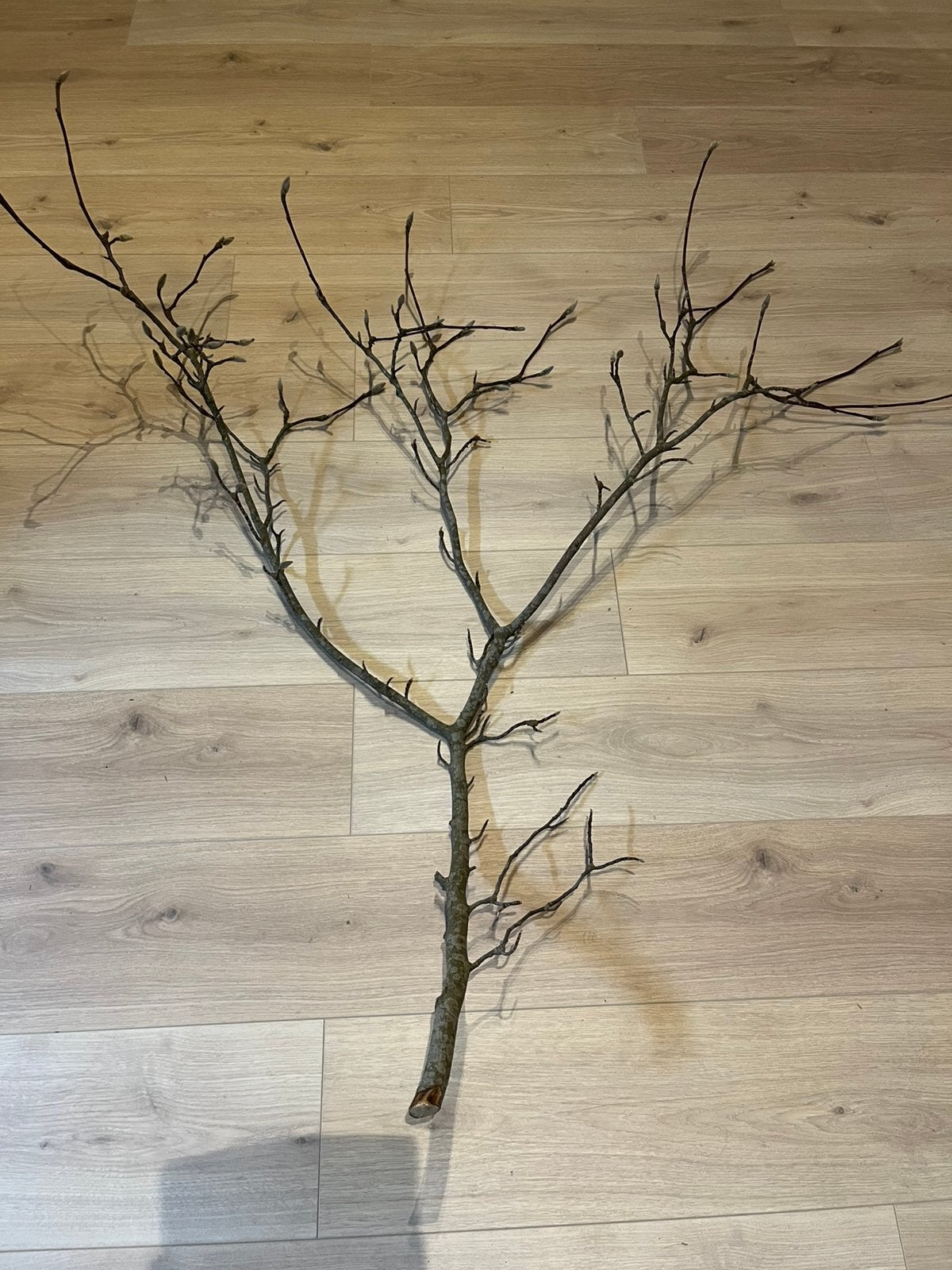 Mooie volle Magnoliatak, ca. 125 cm, Ophalen, Nieuw