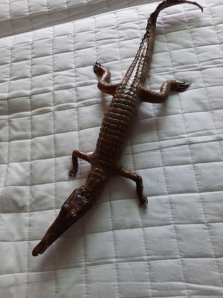 Baby krokodil, Dieren en Toebehoren, Schildpad, 0 tot 2 jaar