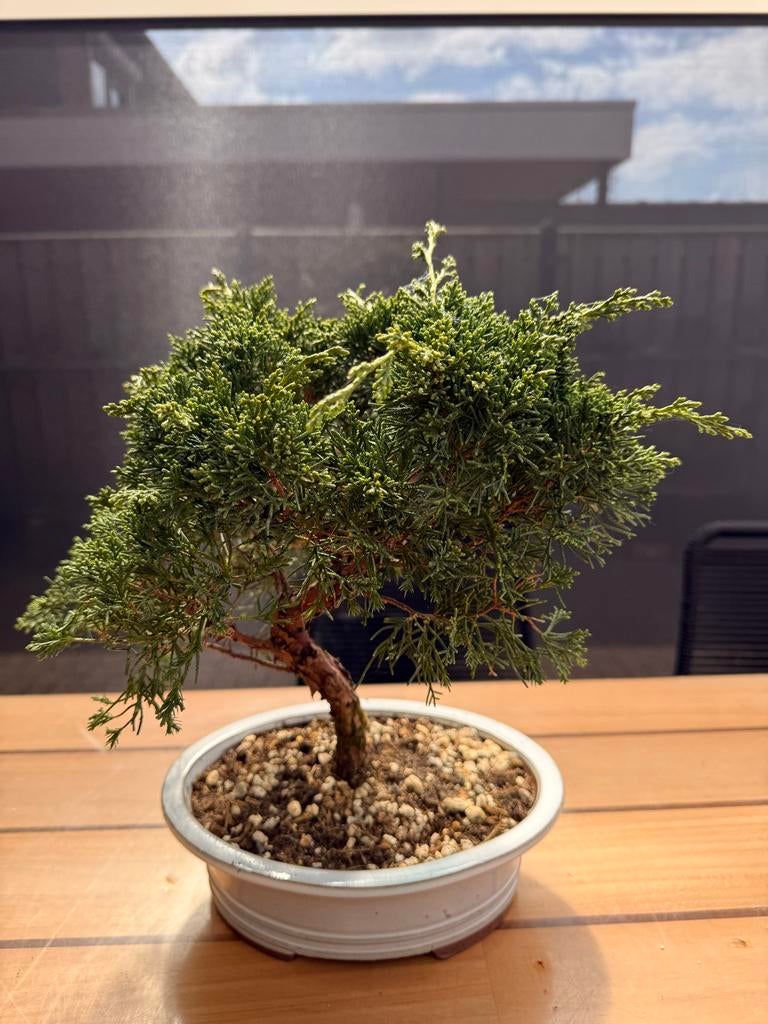 Juniperus chinensis bonsai, Tuin en Terras, Overige soorten, Volle zon, Vaste plant, Ophalen of Verzenden