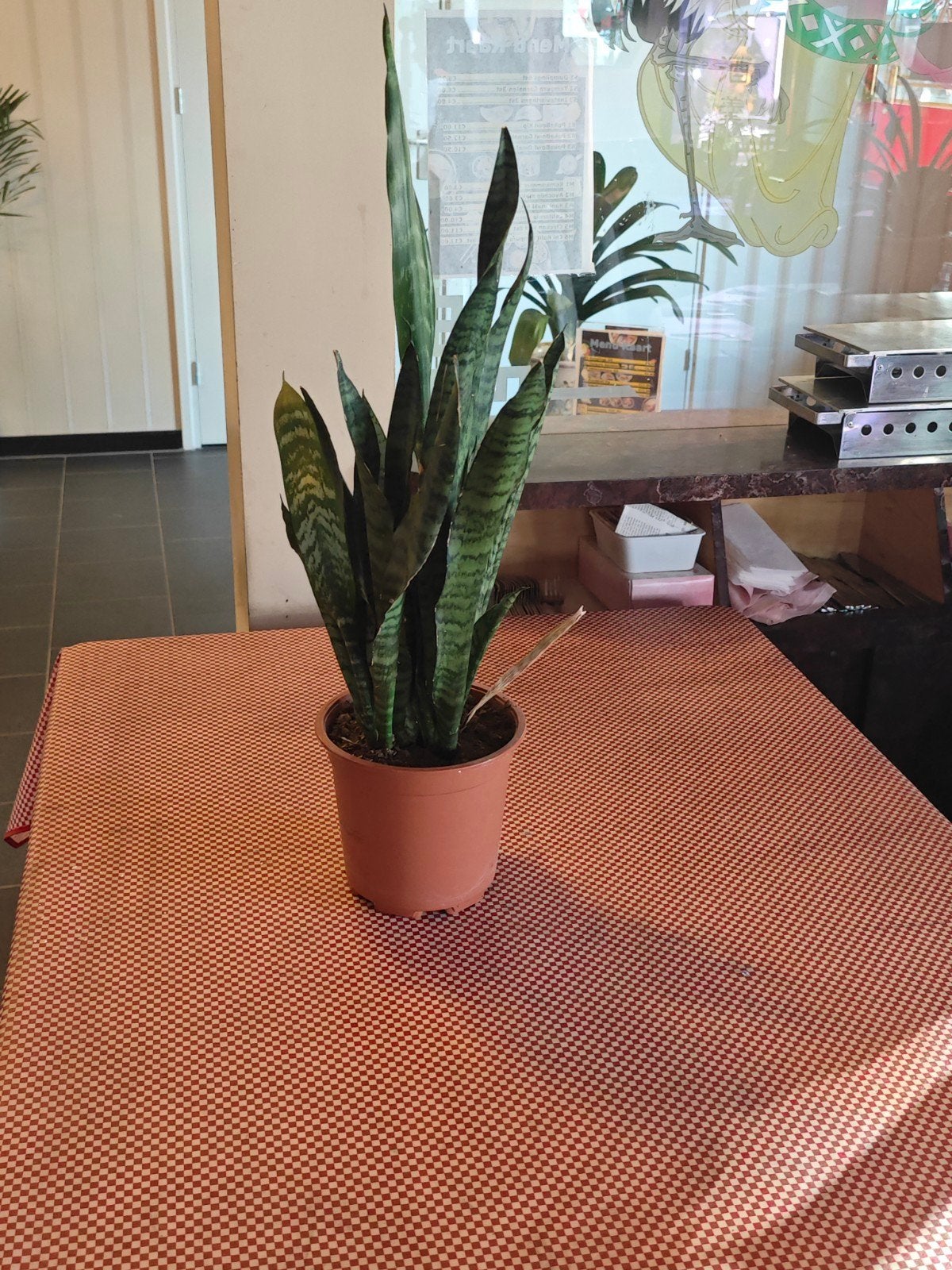 Sansevieria Trifasciata - Vrouwentong, Overige soorten, In pot, Minder dan 100 cm, Groene kamerplant