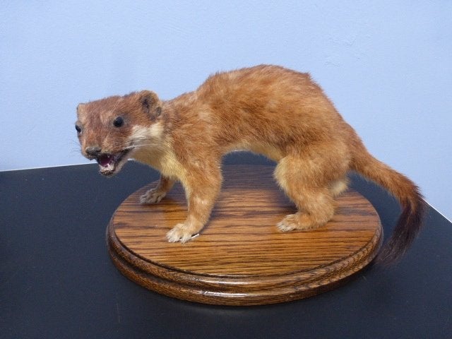 Opgezette hermelijn op eiken tableau., Ophalen of Verzenden, Zo goed als nieuw, Wild dier, Opgezet dier