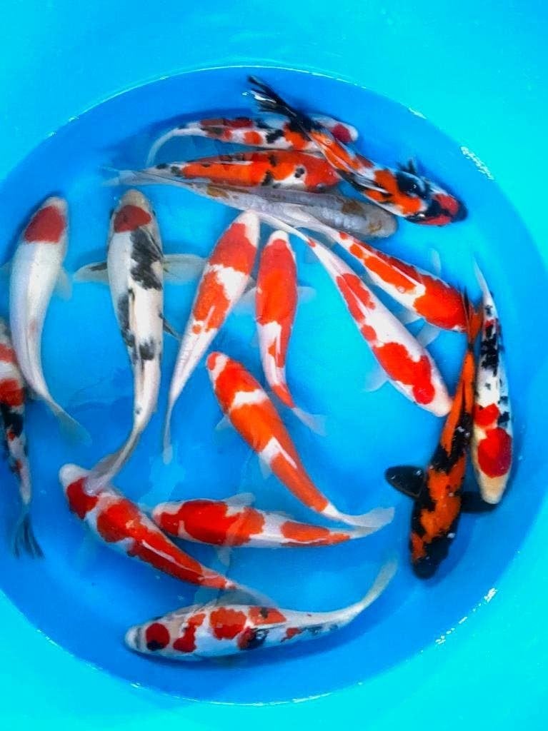 Nisai (koi in tweede levensjaar) Kweker Marusei 22/28cm, Dieren en Toebehoren, Vissen | Vijvervissen, Karper of Koi