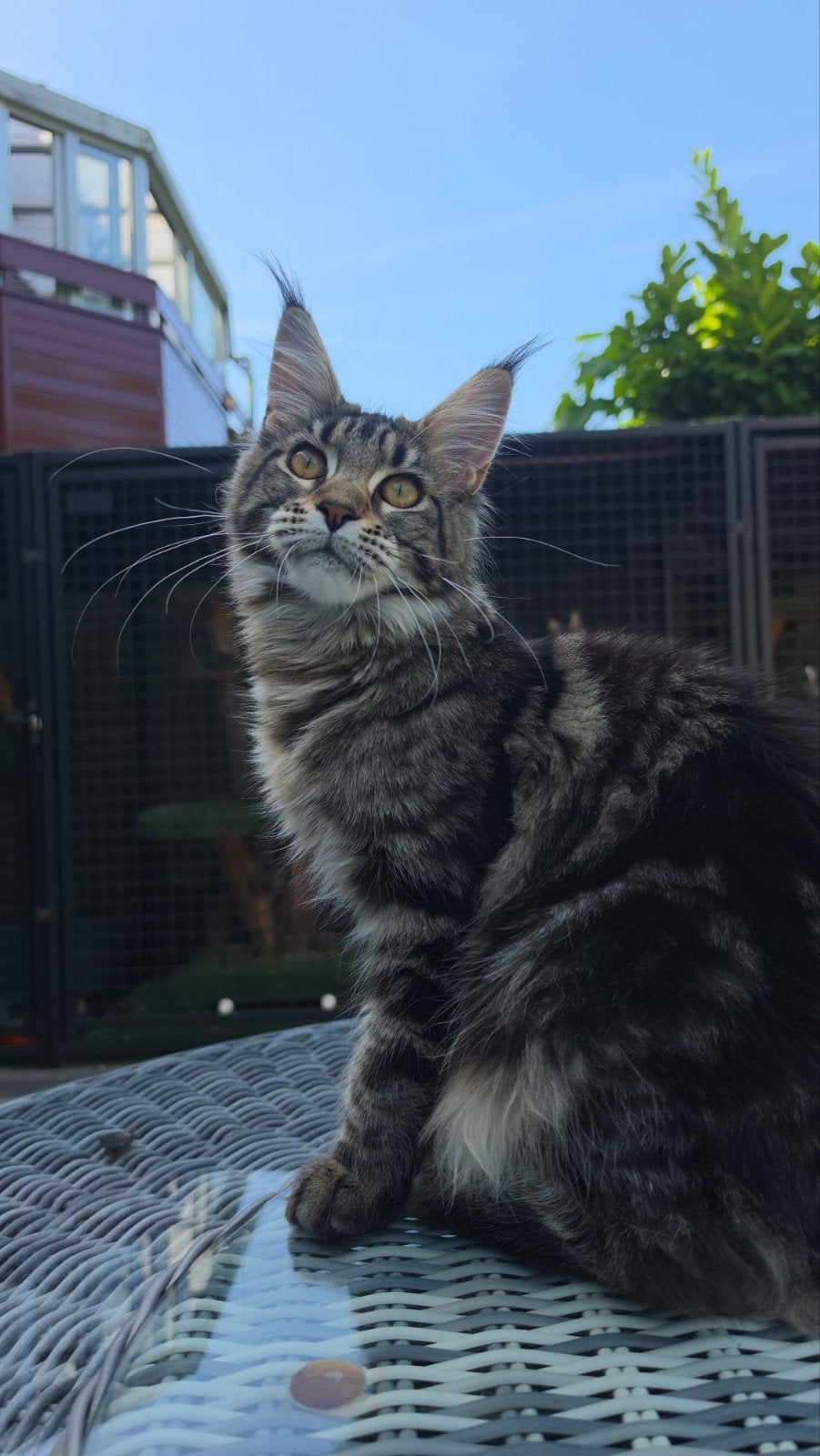 Maine coon poes 8 mnd, papa int kamp en mama uit Rusland, Poes, Met stamboom, 0 tot 2 jaar