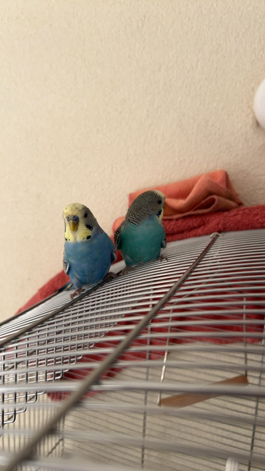 Twee kleurrijke grasparkieten! (Bieden altijd toegestaan!), Dieren en Toebehoren, Vogels | Parkieten en Papegaaien, Meerdere dieren