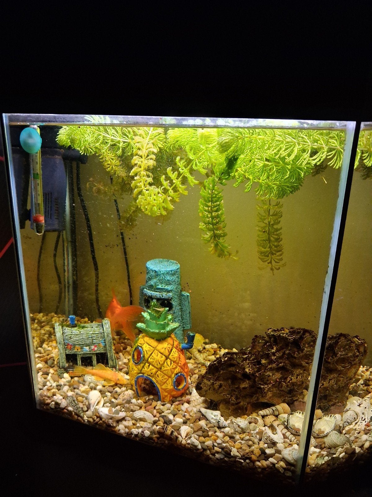 Mooie auqarium van 40L met 3 vissen en alle toebehoren, Dieren en Toebehoren, Ophalen, Gebruikt, Overige merken, Gevuld zoetwateraquarium