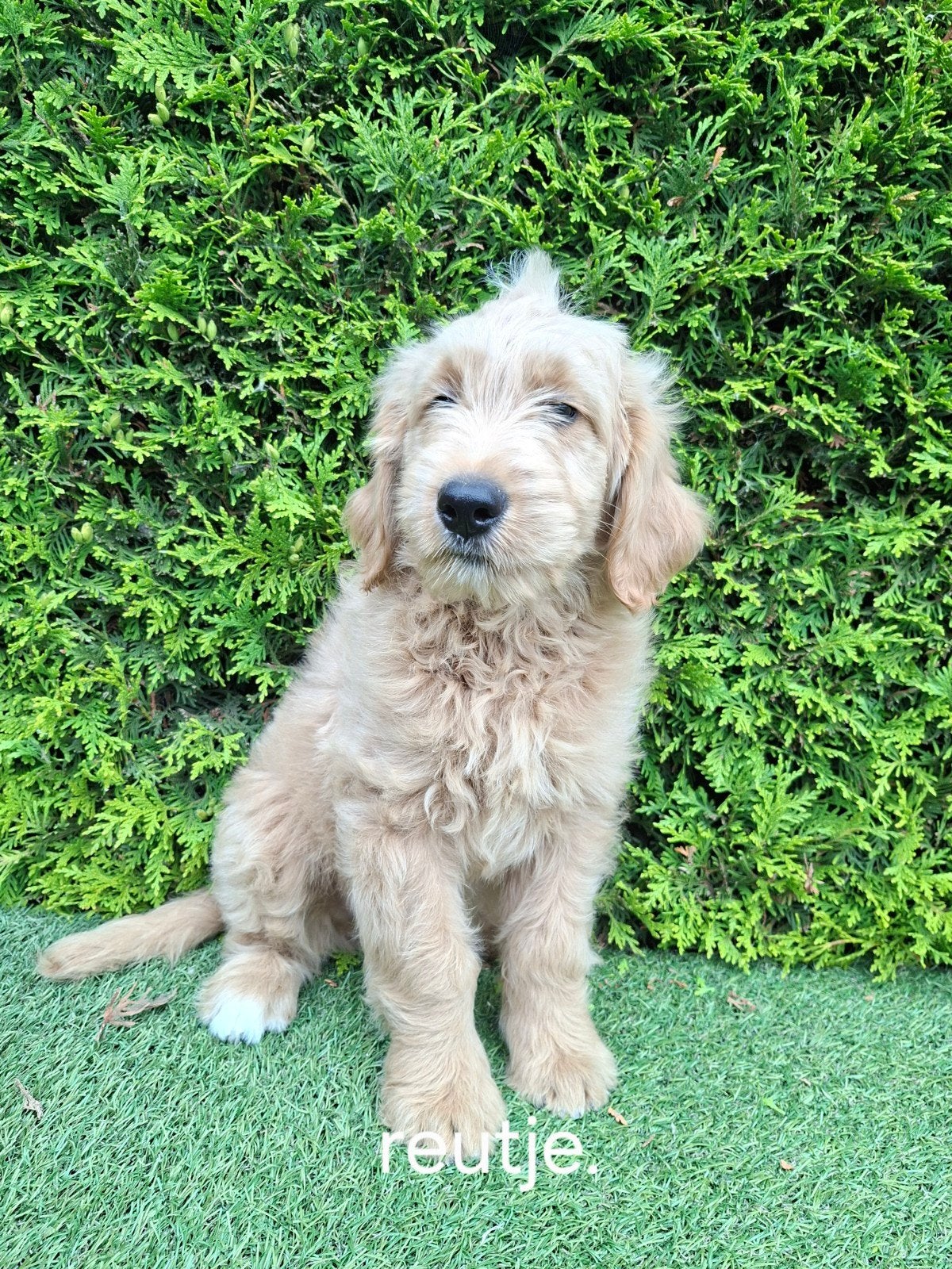 Zeer mooie goldendoodle F2 pups., Parvo, Overige rassen, 8 tot 15 weken, Meerdere