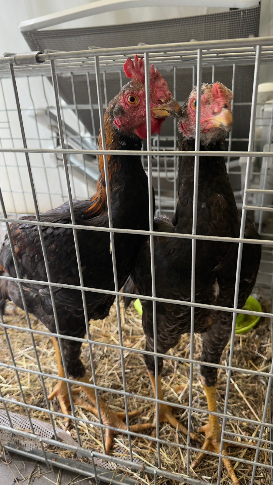 Heel mooi kippen, Dieren en Toebehoren, Pluimvee, Vrouwelijk, Kip