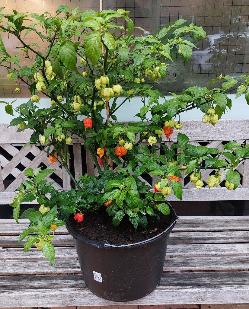 Carolina reaper Peperzaden (ook andere peper zaden), Ophalen of Verzenden, Gehele jaar, Volle zon, Zaad
