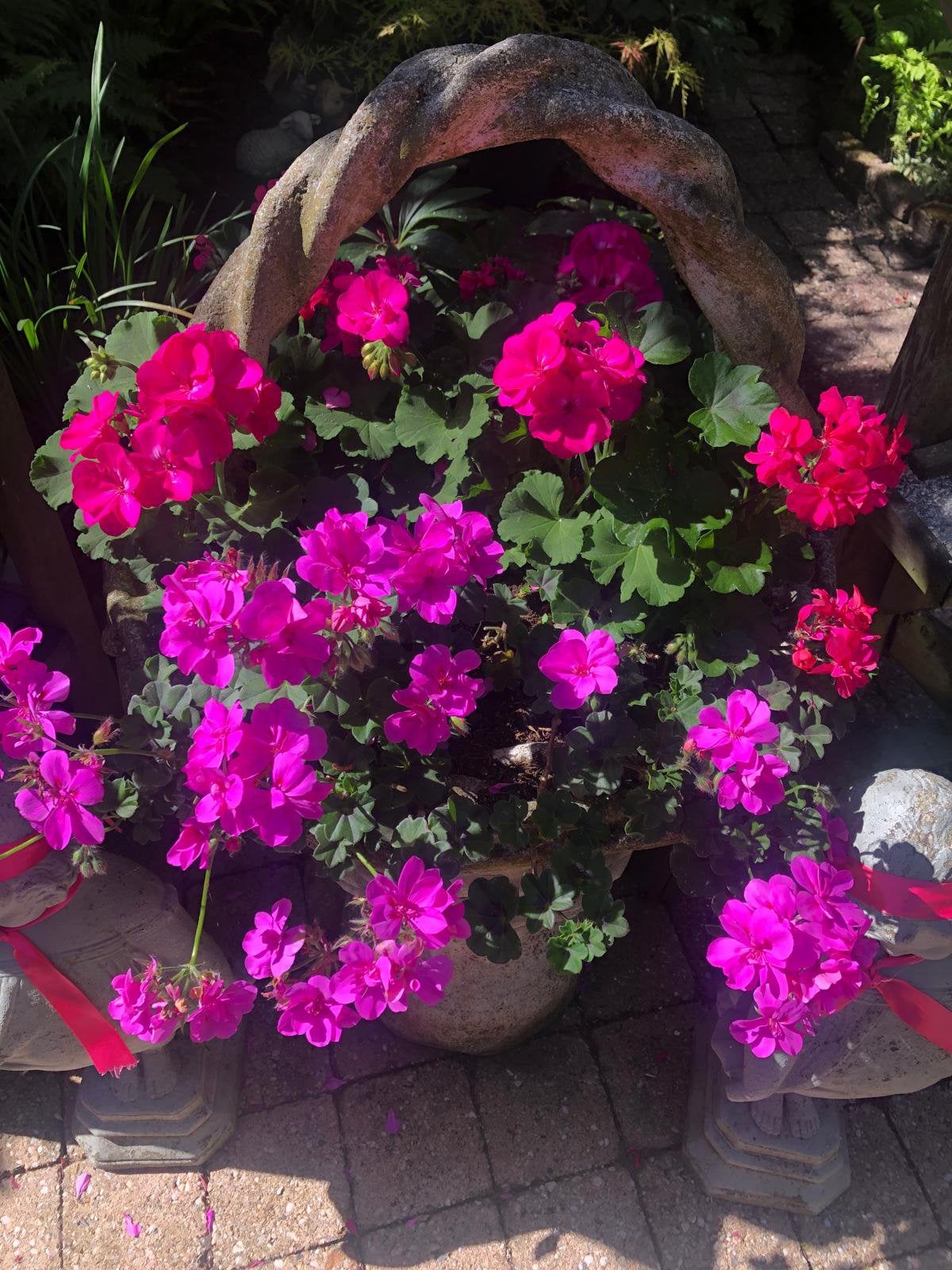 Alle violen nu uitgebloeid wij hebben nog hanggeraniums, Ophalen, Overige soorten, Volle zon