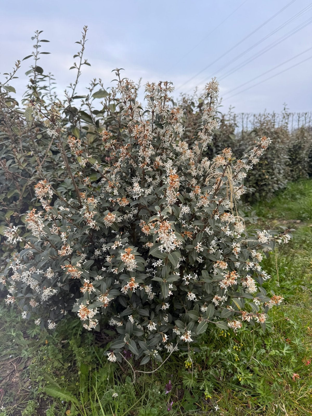 Prachtige Osmanthus Burkwoodii, Tuin en Terras, 100 tot 250 cm, Zomer, Ophalen, Volle zon