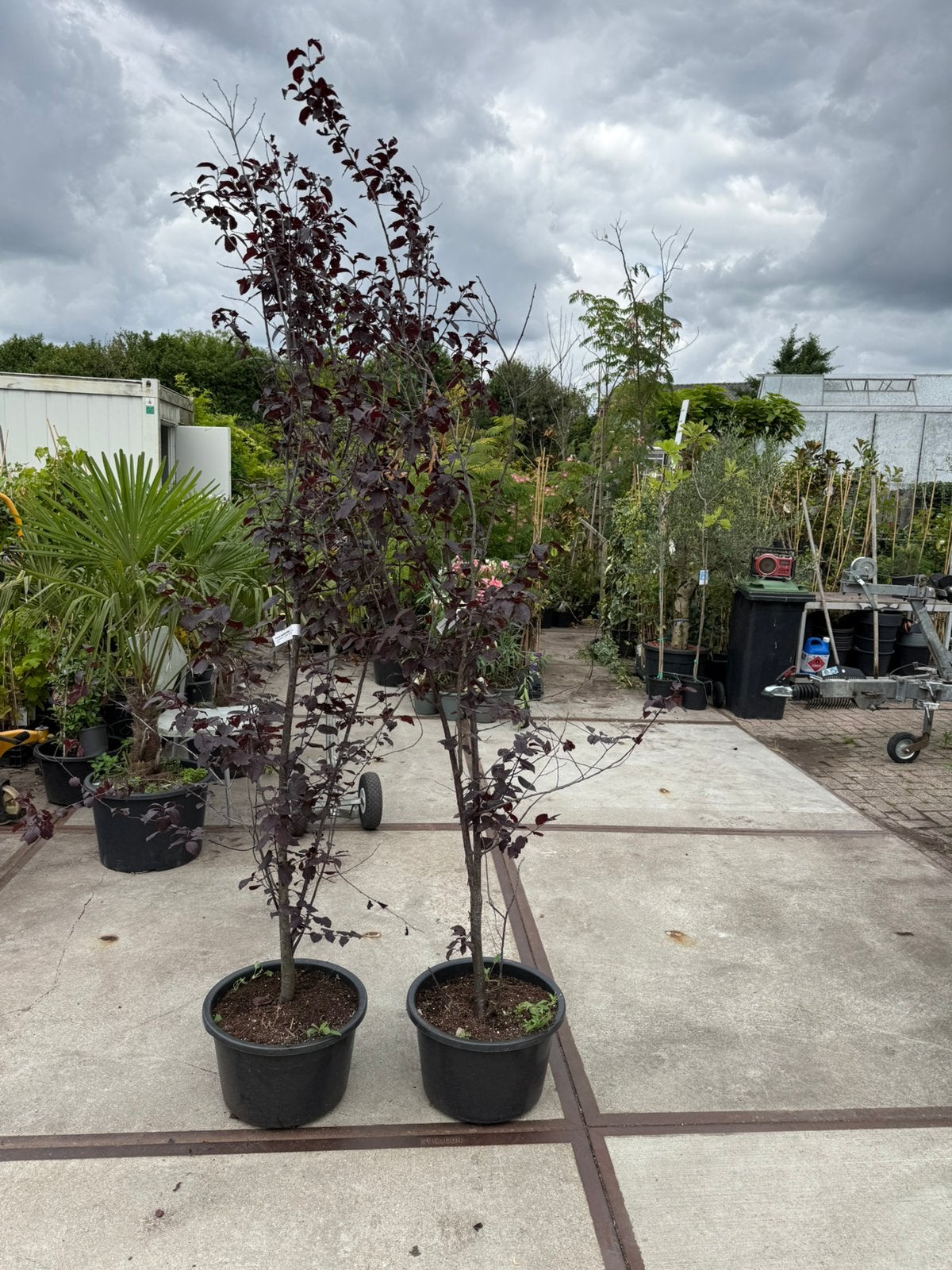 Prunus seracifera nigra / kers pruim  struik 2 m 29,50 pst, Halfschaduw, Overige soorten, Lente, 100 tot 250 cm