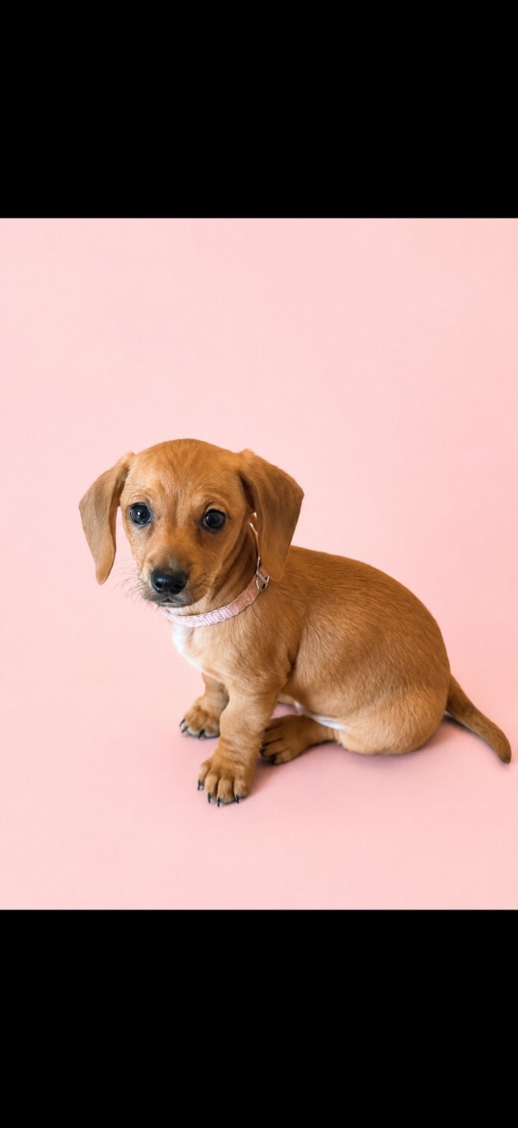 Onze pups mogen verhuizen 1 teefje 1 reutje, Dieren en Toebehoren, Honden | Teckels en Dashonden, Parvo, 8 tot 15 weken, Korthaar
