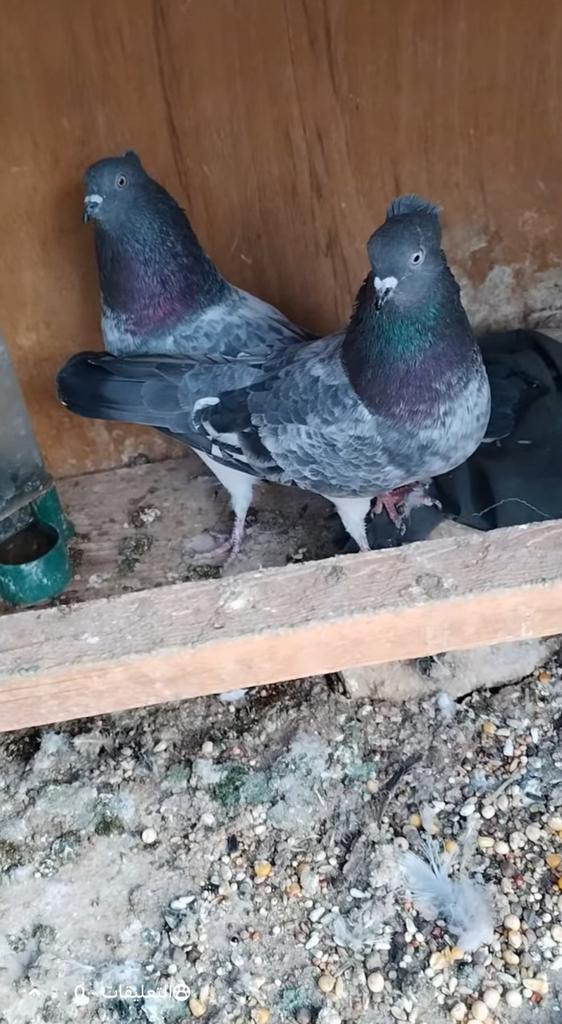 Iraakse duiven تور عراقيات.  مطيار اكثر من 7 ساعات مضمونات, Dieren en Toebehoren, Vogels | Duiven, Meerdere dieren, Postduif