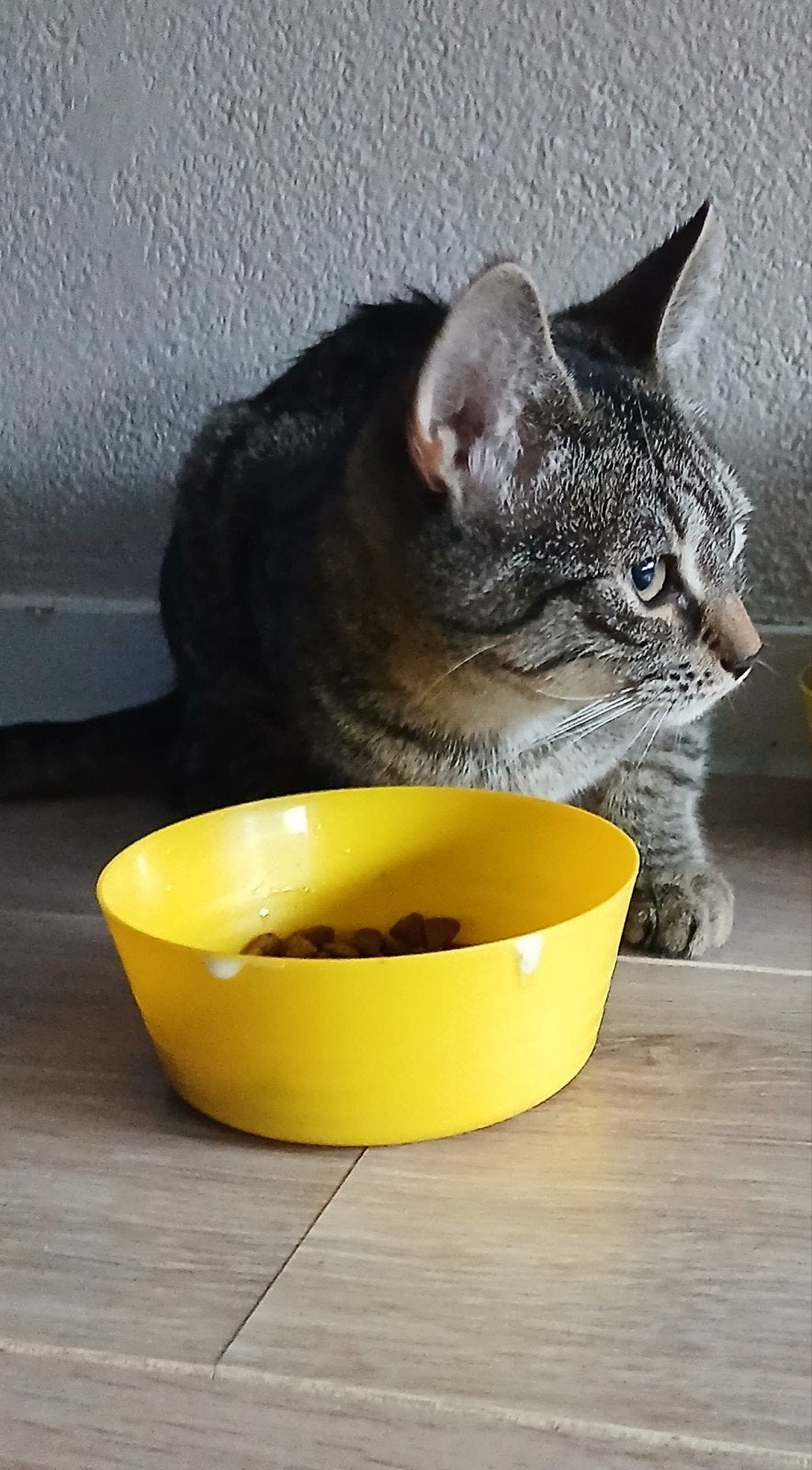 poesjes, Poes, Ontwormd