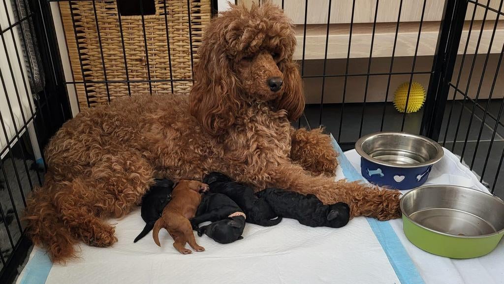 Middenslag poedel Pups, Dieren en Toebehoren, Parvo, België, Particulier, Overige rassen