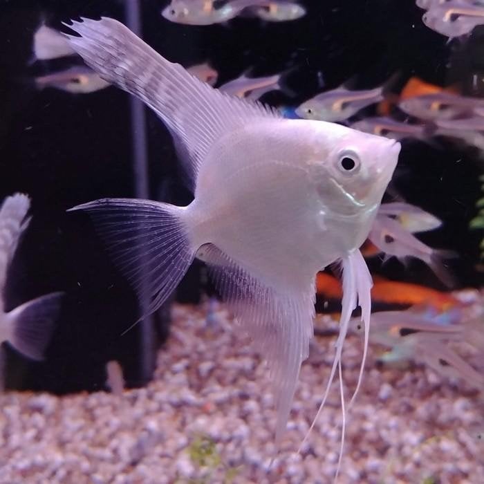 pterophyllum scalare, Vis