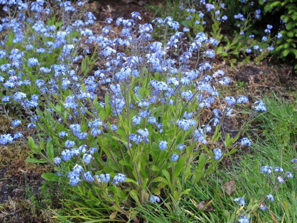 vergeet mij nietjes (blauw), Ophalen, Bodembedekkers, Volle zon, Vaste plant