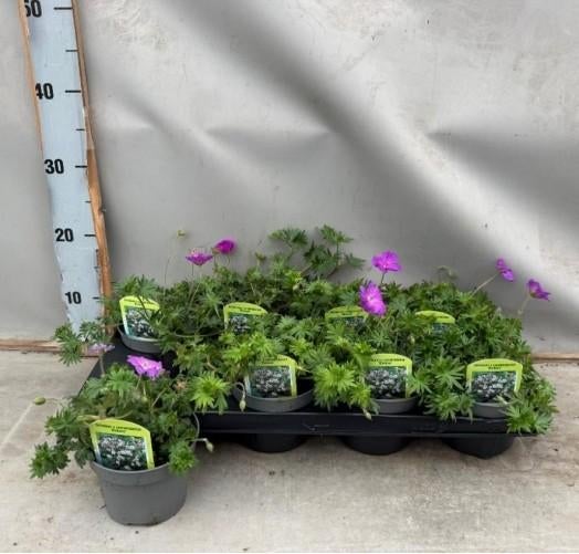 Ooievaarsbek Geranium sanguineum Biokovo vaste plant, Ophalen, Overige soorten, Volle zon