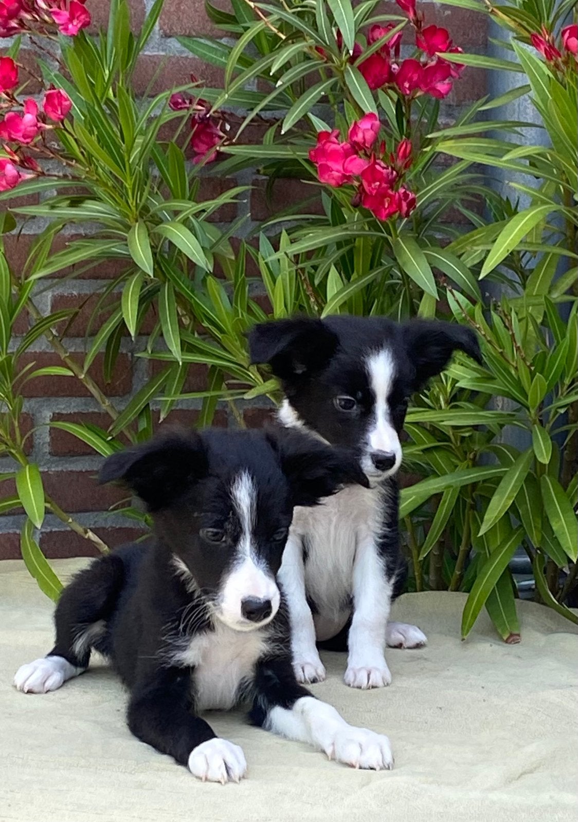 Hele vrolijke BORDER COLLIE x FRIESE STABIJ pups, Parvo, Nederland, 8 tot 15 weken, Meerdere