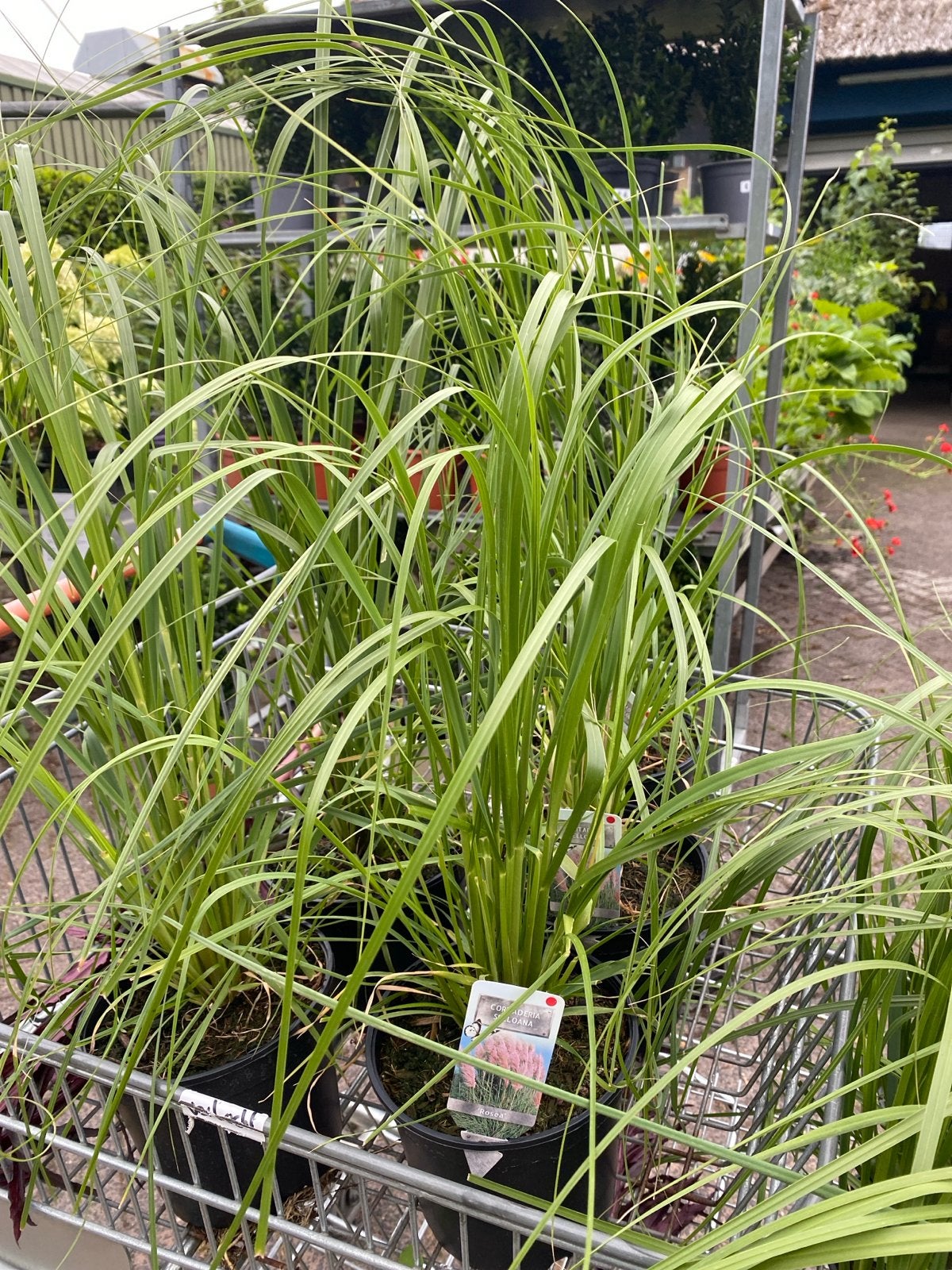 Cortaderia Selloana 'Rosea' - Roze Pampasgras, Ophalen, Volle zon, Vaste plant, Siergrassen