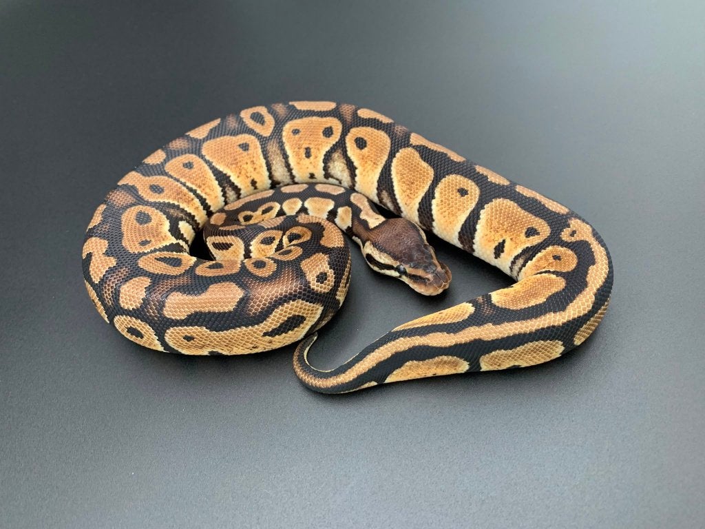 0.1 pastel 66% DH genetic stripe/clown python regius Ball Python photo 2