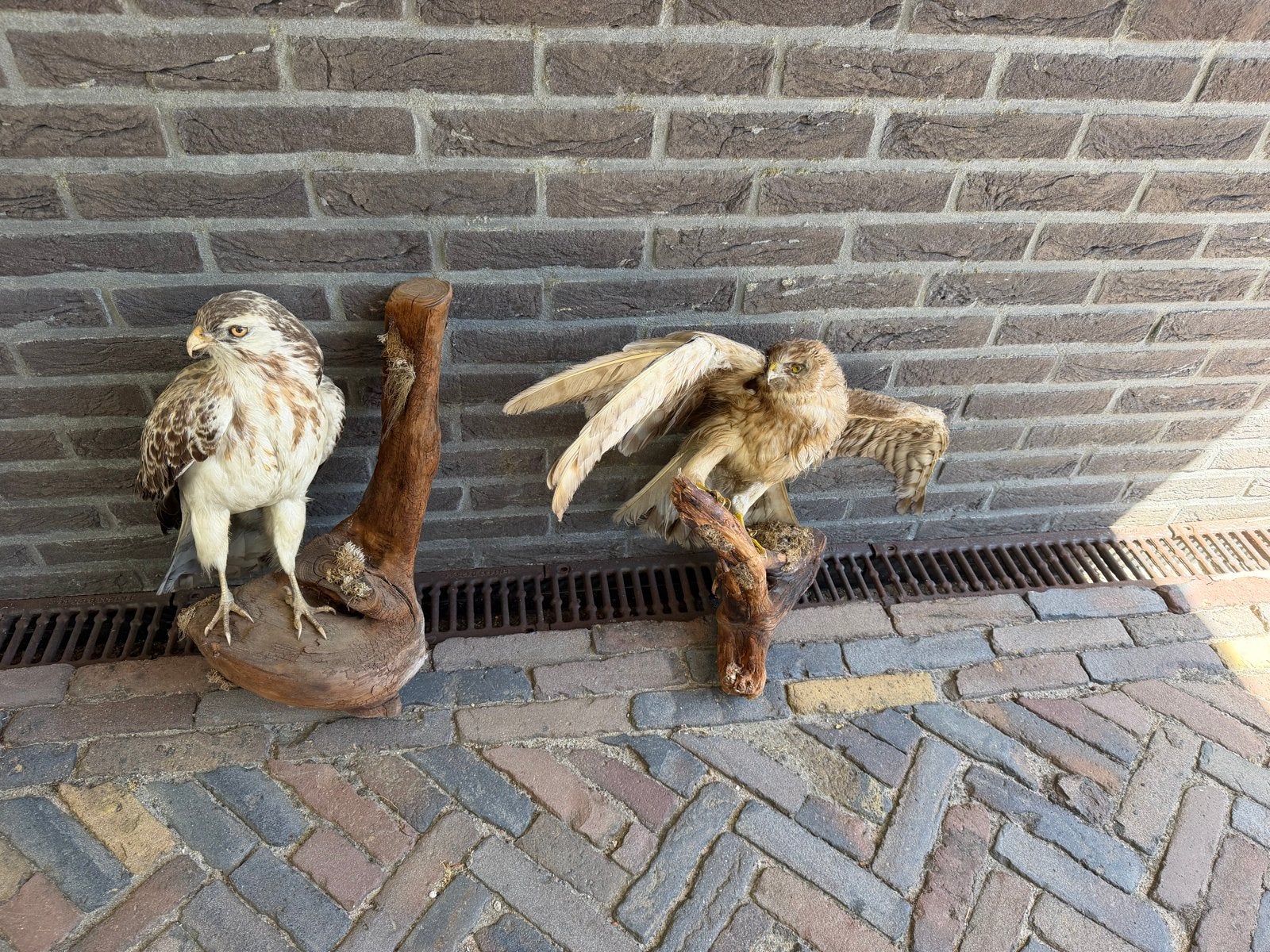 Opgezette roofvogels - 1 licht beschadigd, Ophalen, Gebruikt
