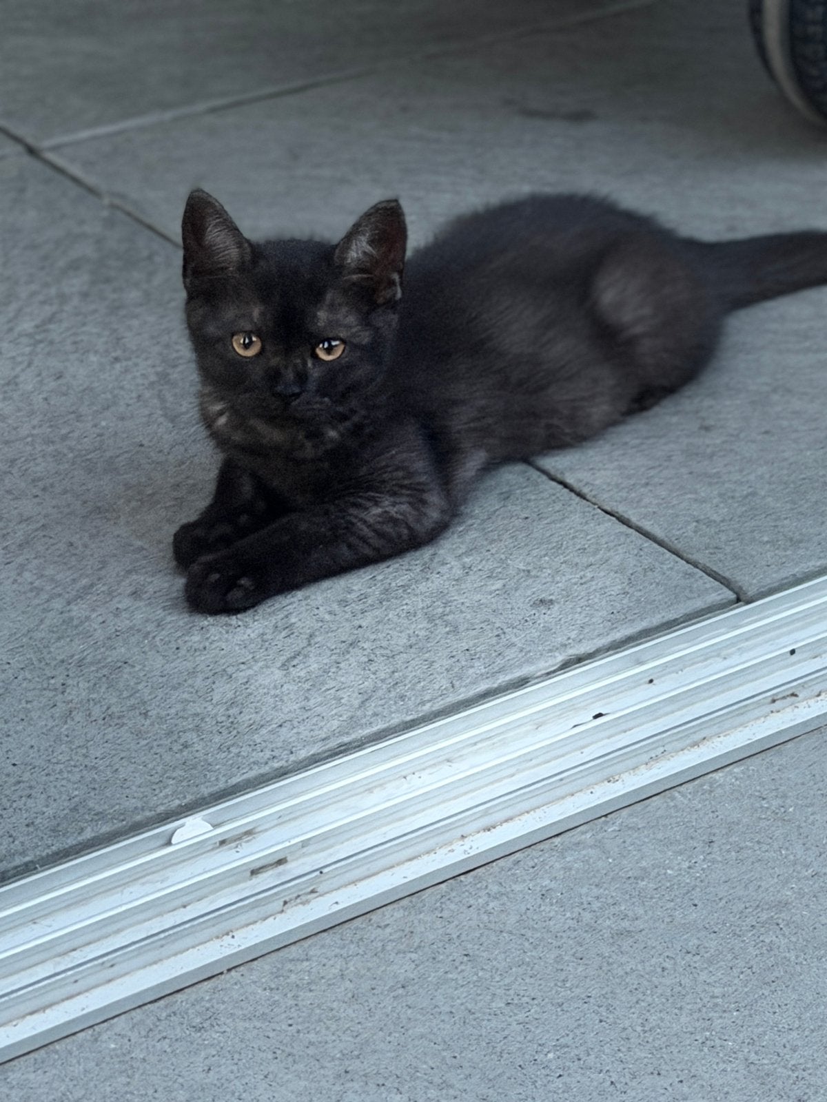 british Gratis, Dieren en Toebehoren, Poes