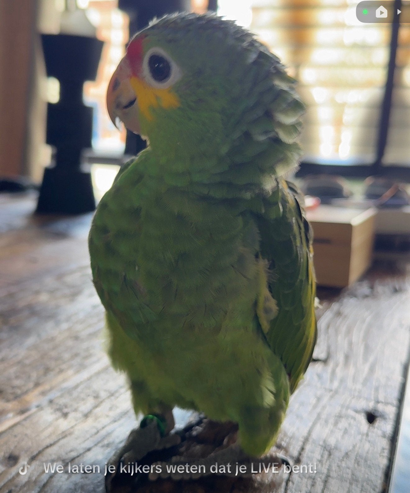 Super tamme geelwang amazone 11 weken oud, Dieren en Toebehoren, Vogels | Parkieten en Papegaaien, Geslacht onbekend, Papegaai