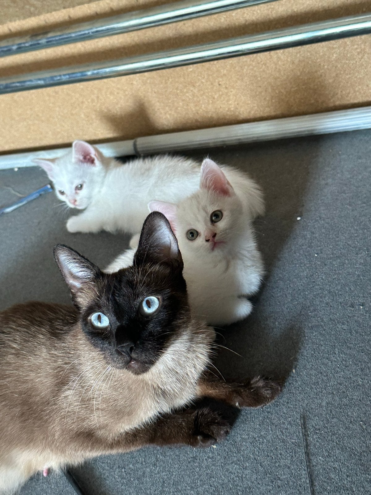 Kittens, Kater, Kortharig, 0 tot 2 jaar