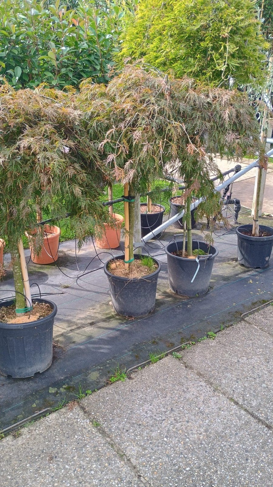 Esdoorn Garnet - Japanse Esdoorn in pot, Tuin en Terras, Bloeit niet, Overige soorten, 100 tot 250 cm, Ophalen