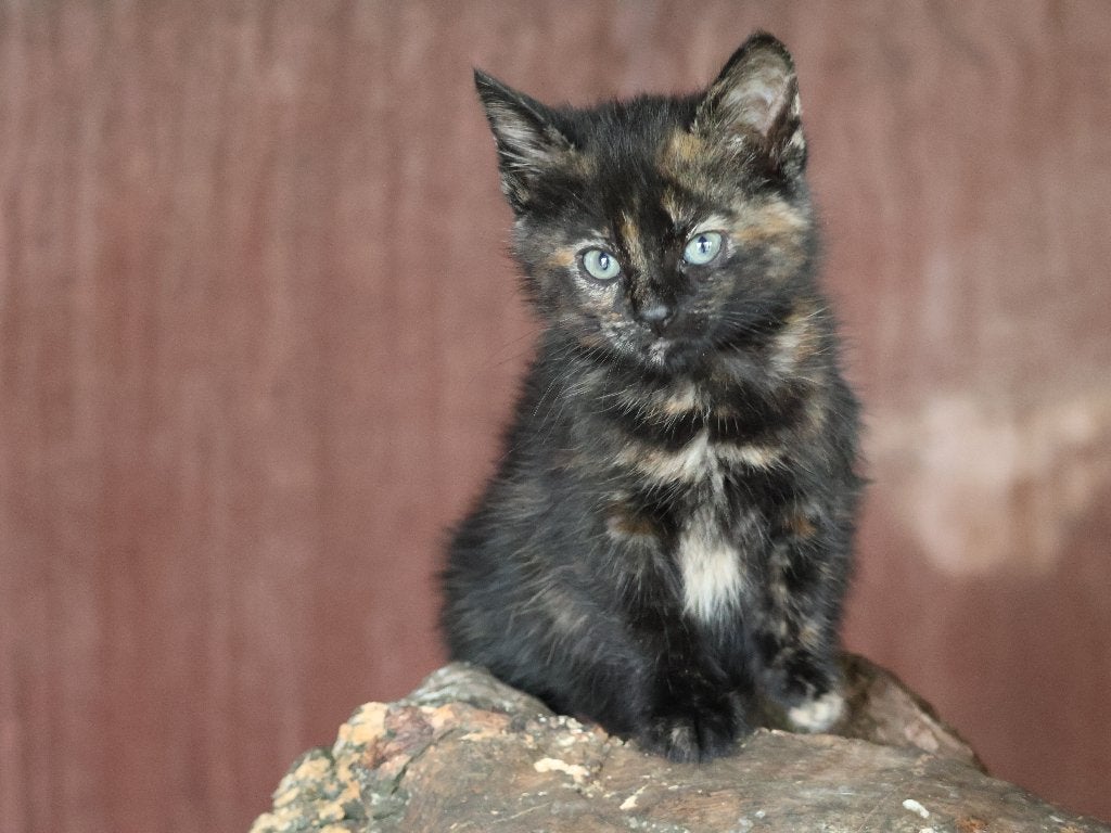 Lieve kittens (25% Ragdoll), Dieren en Toebehoren, Katten en Kittens | Raskatten | Korthaar, Meerdere dieren, Ontwormd, 0 tot 2 jaar