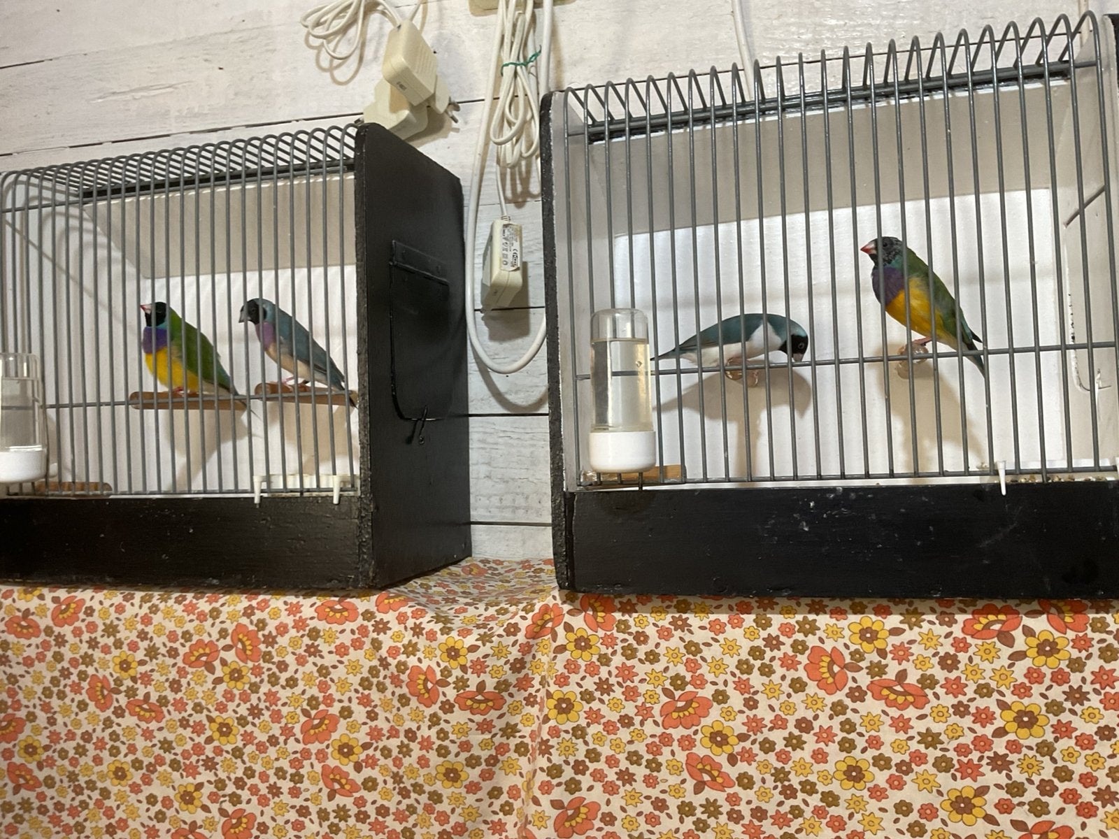 Gouldamadines blauw split voor blauw, Dieren en Toebehoren, Vogels | Overige Vogels, Meerdere dieren