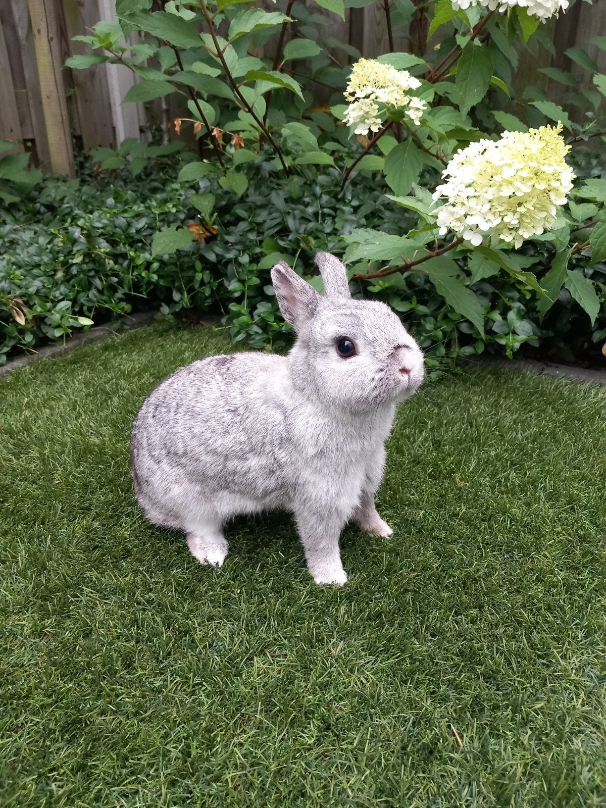 Mooie kleurdwerg voedster, Dieren en Toebehoren, Konijnen, Vrouwelijk, Dwerg