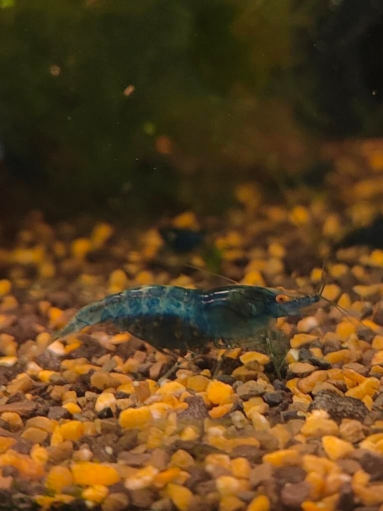 Neocaridina garnalen blue dream Orange eye, Dieren en Toebehoren, Kreeft, Krab of Garnaal