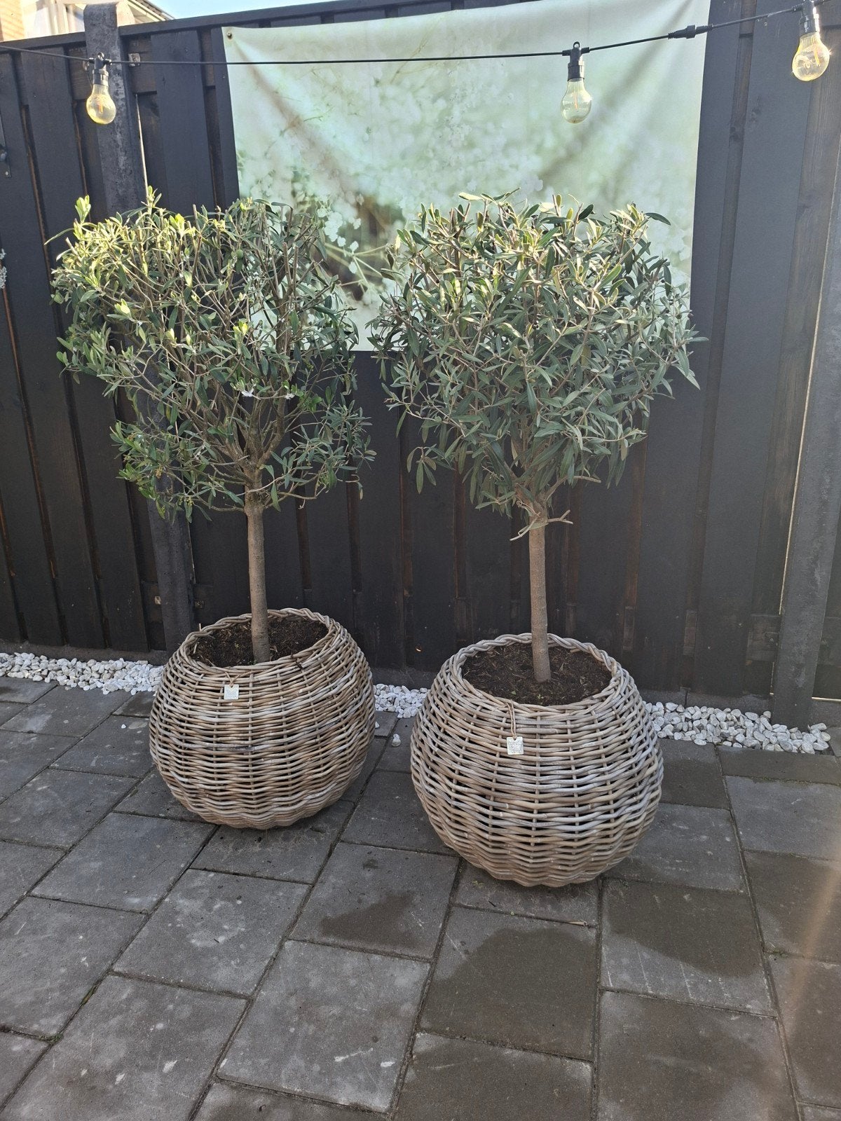Twee olijfbomen in rieten potten, Tuin en Terras, Ophalen, Overige materialen, Rond, Zo goed als nieuw