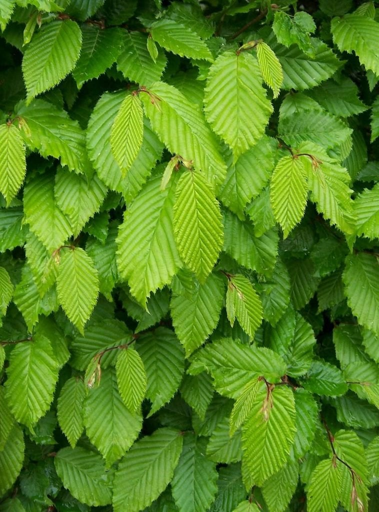 100 Haagbeuk haag Carpinus betulus 100-125 cm, Ophalen of Verzenden, Haagbeuk, Haag, 100 tot 250 cm