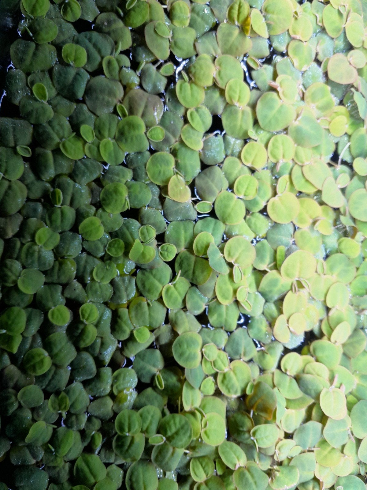drijfplanten phyllanthus fluitans, Ophalen of Verzenden, Nieuw, Plant(en), Steen of Hout