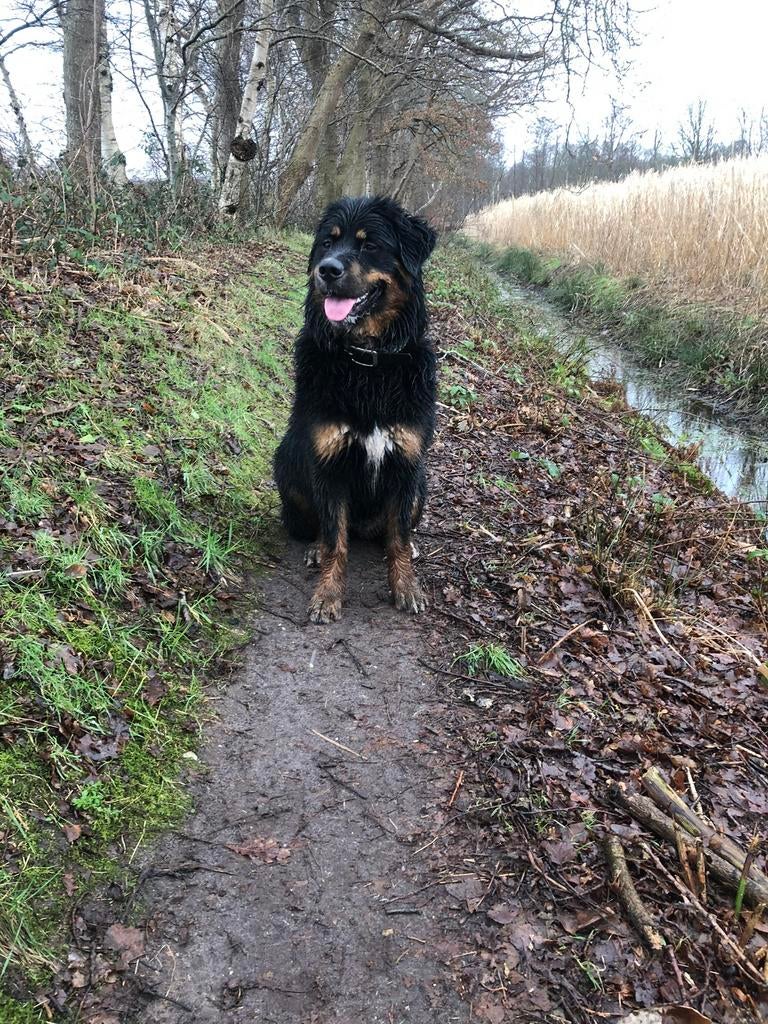 Lieve, bernedoodle pups, Labradoodle, goldendoodle, Dieren en Toebehoren, Parvo, 8 tot 15 weken, Groot, Meerdere