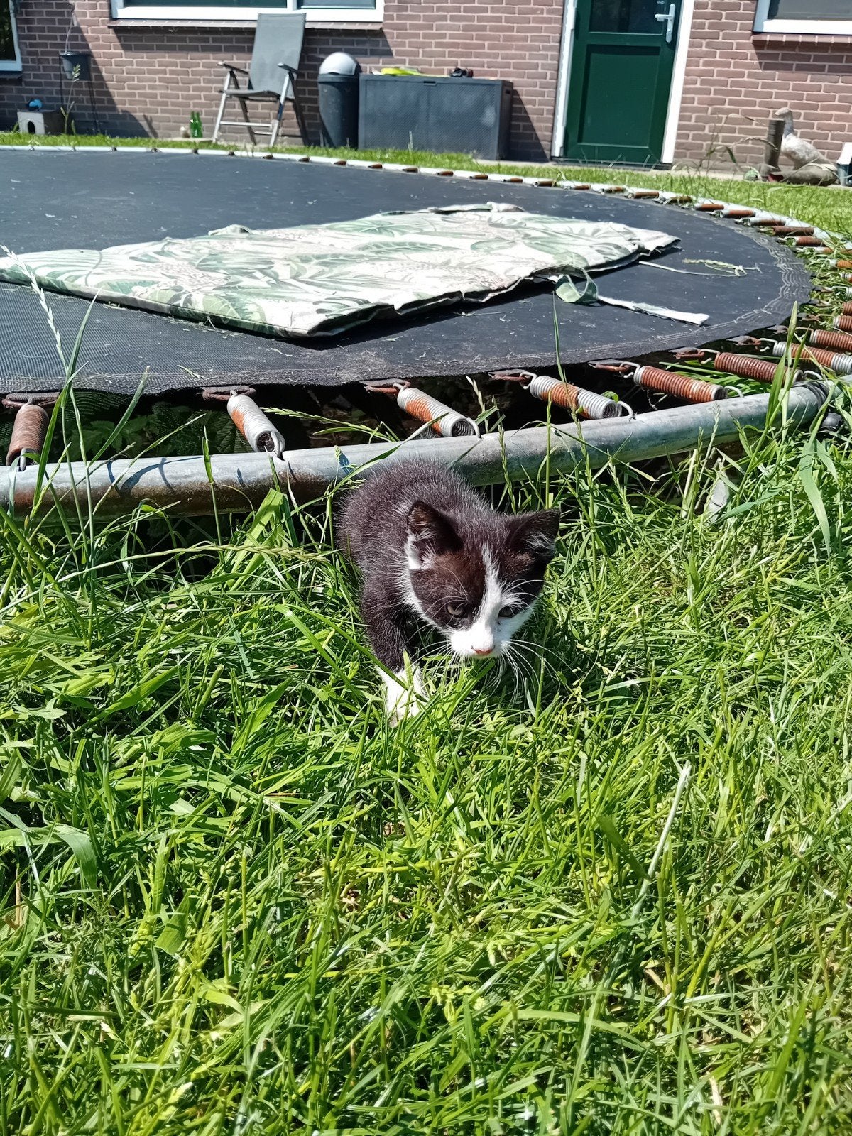 Mooie kittens, Dieren en Toebehoren, Meerdere dieren