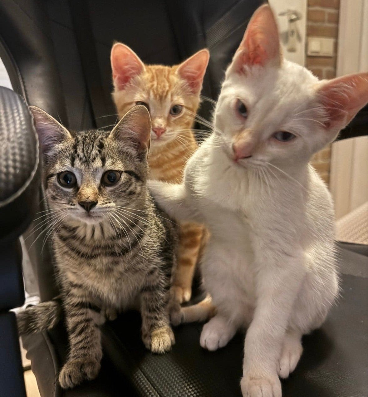Lieve toyger kruising kittens, Dieren en Toebehoren, Meerdere dieren, Kortharig, 0 tot 2 jaar