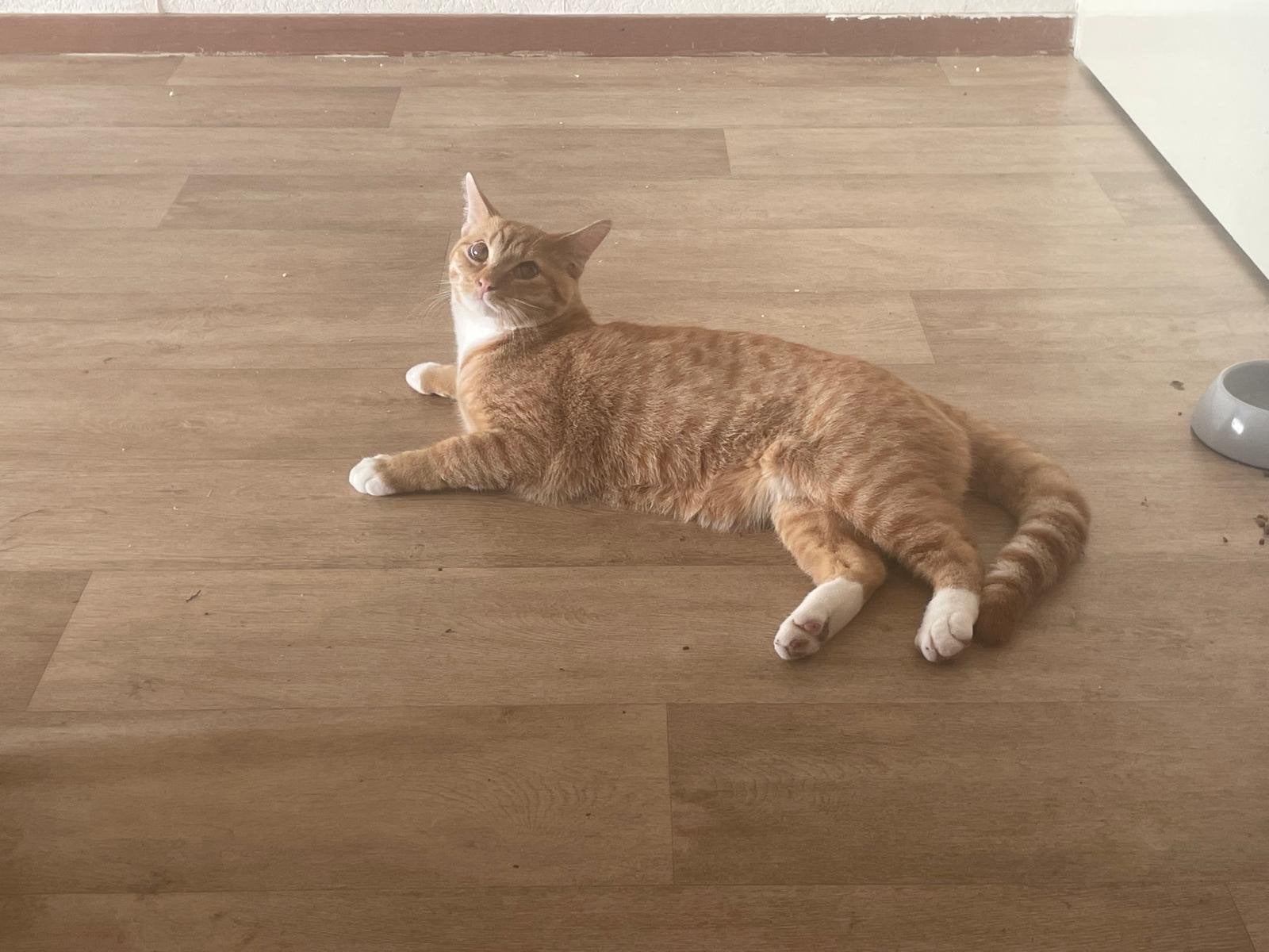 Kater 6 jaar oud