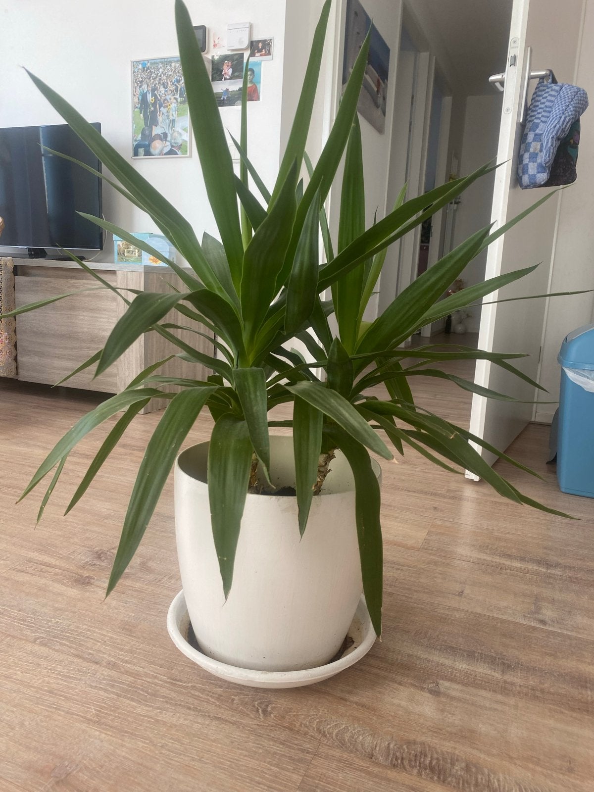 Prachtige Yucca plant (85 cm) in stijlvolle witte pot, Ophalen, Binnen, Zo goed als nieuw, Met pot of vaas