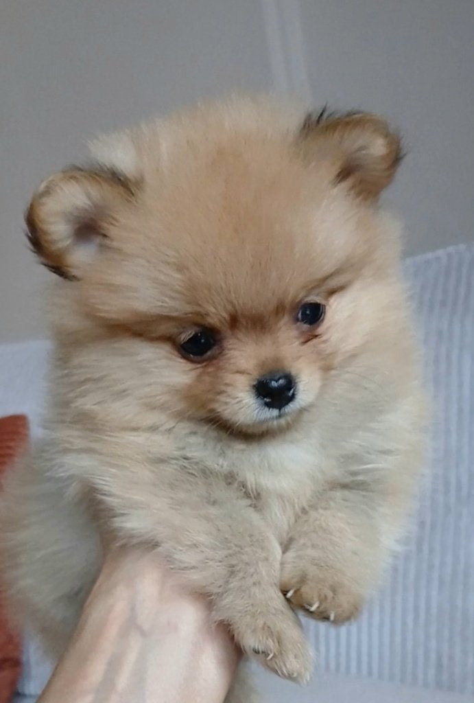 Pomeriaan pups, Keeshond, 8 tot 15 weken, Parvo, Meerdere