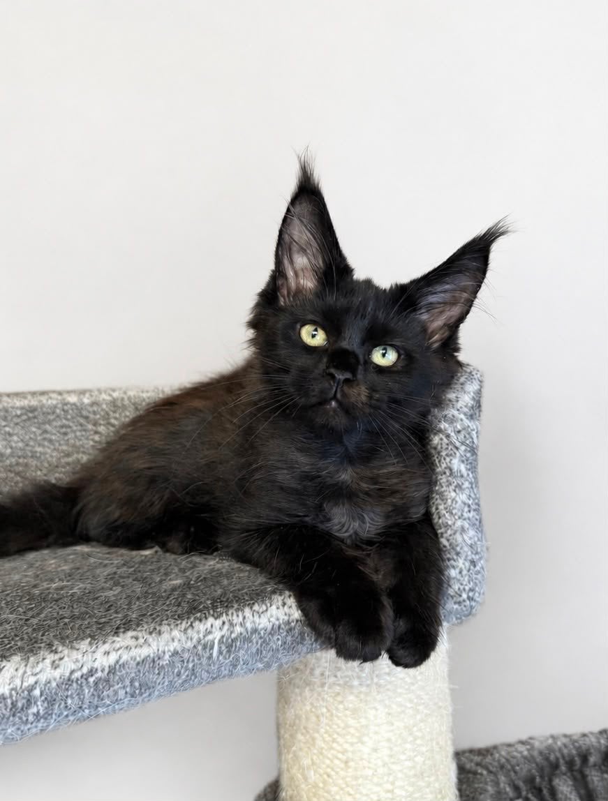 Maine Coon kitten, Poes, Met stamboom, 0 tot 2 jaar