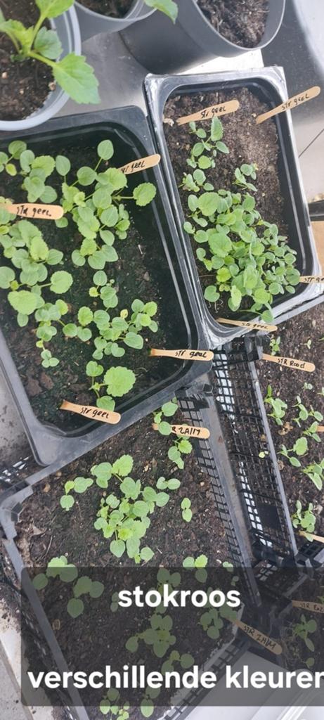 Stokroos plantjes - diverse kleuren - bloei volgend jaar, Volle zon, Tweejarig, Zomer, Ophalen